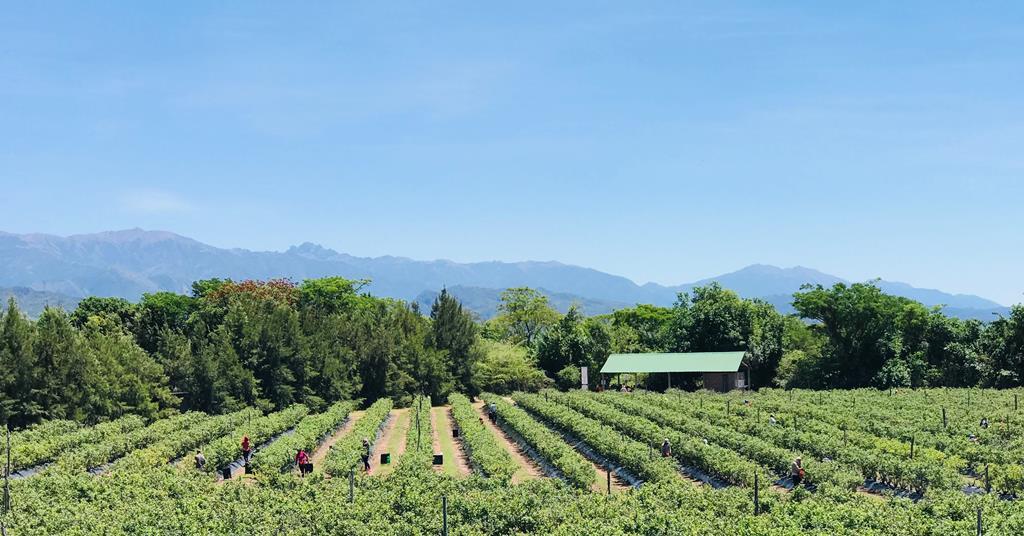 Argentine blueberry exporters seek to regain lost ground | News