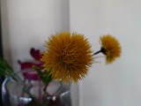 Sony Xperia 10 VII: close-up samples - f/1.9, ISO 64, 1/50s - Sony Xperia 10 VII review