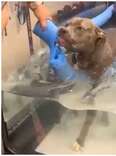 Pittie Walking On Treadmill Shows Everyone How She Feels About Exercising