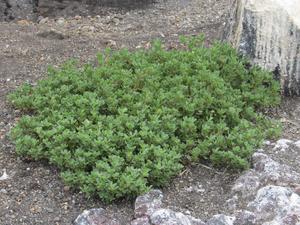 Scientists trace origins of now extinct plant population from volcanically active Nishinoshima