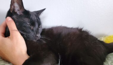 Why My Cat Is a Better Therapist Than AI