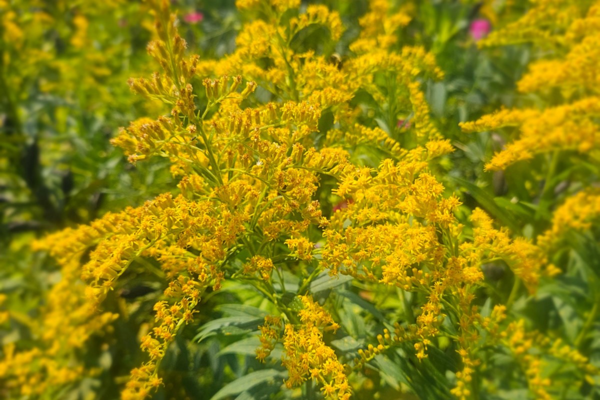 Ethical foraging and herbal healing take root in Northern Ontario