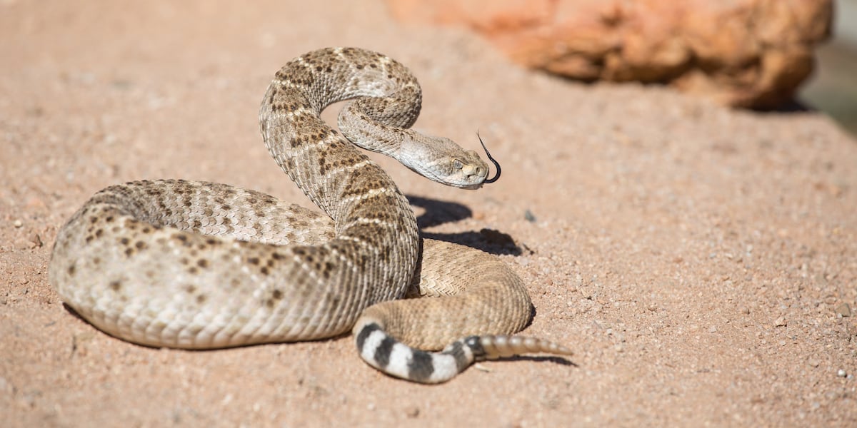 Are rattlesnakes really losing their rattle? Experts say, not so fast