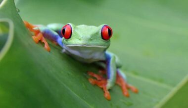 Red-eyed tree frog closeup on leaves, Red-eyed tree frog (Agalychnis callidryas) closeup on branch