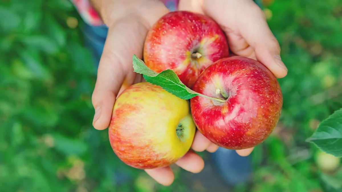 I Ate an Apple Every Day for a Week and Here’s What Happened