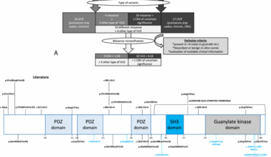 Further phenotypical delineation of DLG3-related neurodevelopmental disorders