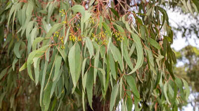 6 surprising benefits of Eucalyptus leaves: From cold relief to dry skin treatment