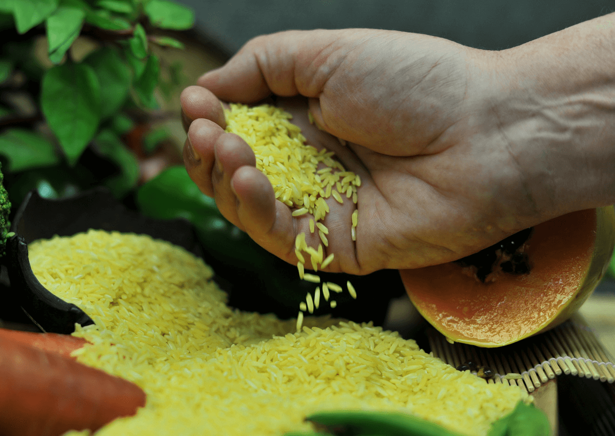 How modern farming and science are driving a global rice boom