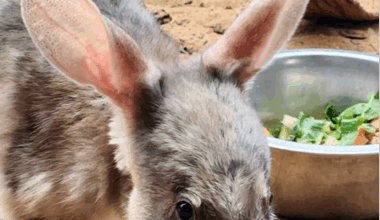 Bilby Lukkanu Is Star Of Wild Genetics