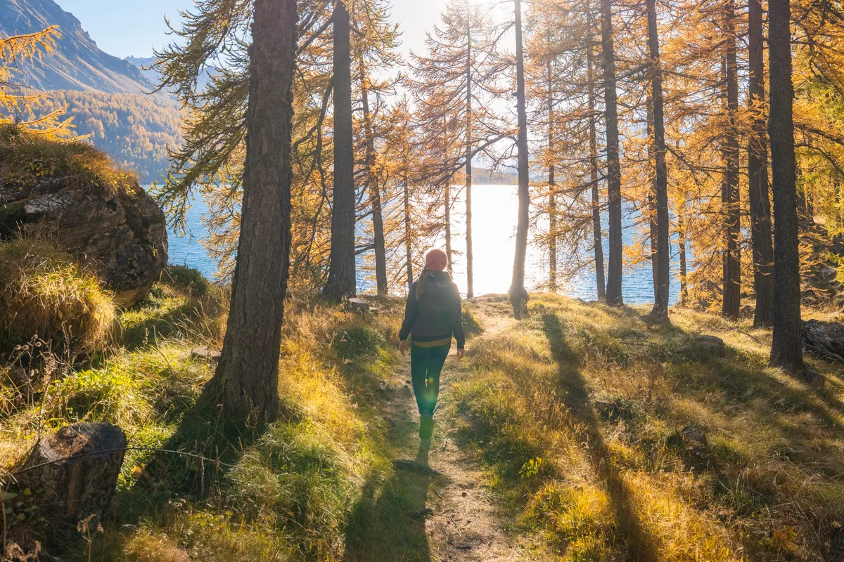 Rear view of a woman walking on a footpath towards Lake Sils in a larch wood in autumn