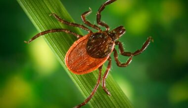 Blacklegged Tick
