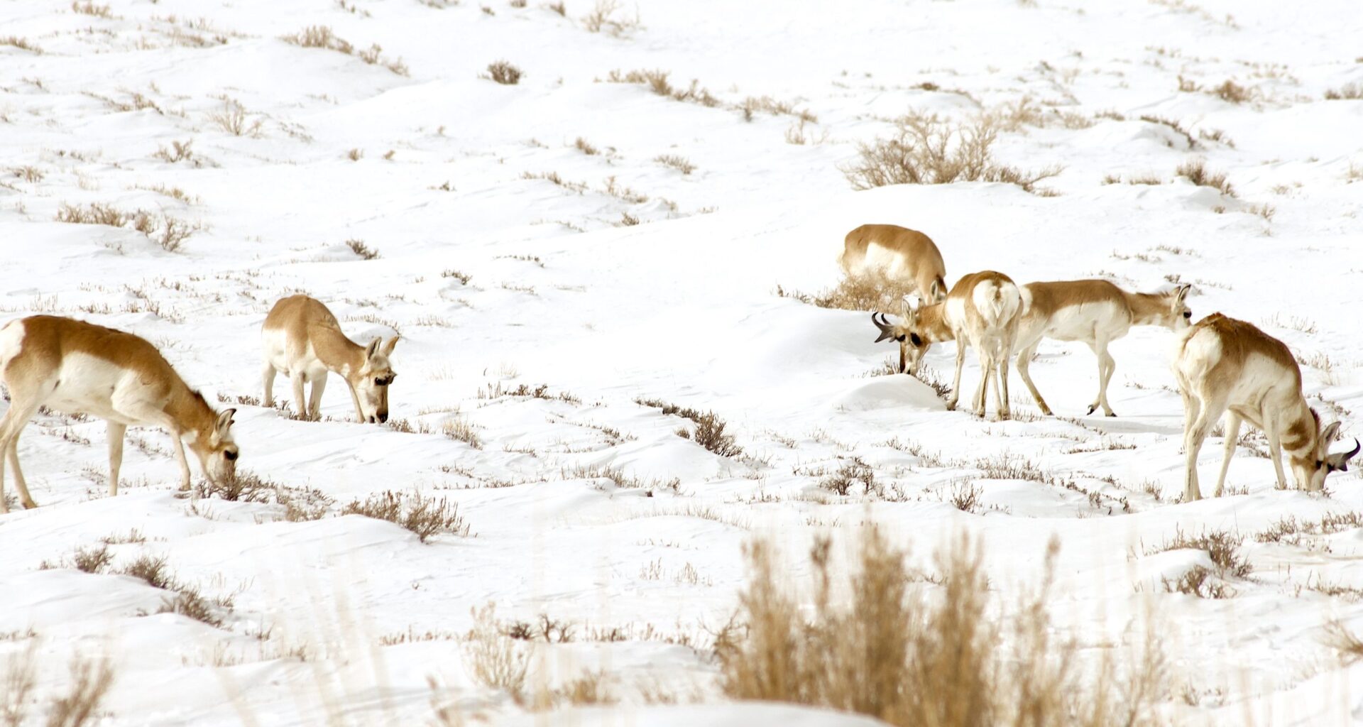 Wyoming appeases stockgrowers, trims Red Desert and southwestern Winds from ‘Path of the Pronghorn’
