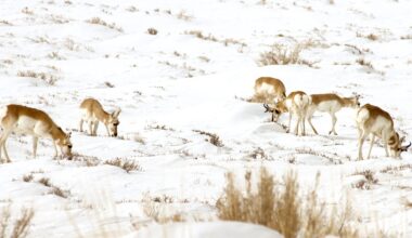 Wyoming appeases stockgrowers, trims Red Desert and southwestern Winds from ‘Path of the Pronghorn’