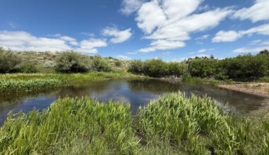 A view of a beaver pond and dam in the Happy Jack Recreation Area of Wyoming. Credit: Courtesy of Luwen Wan