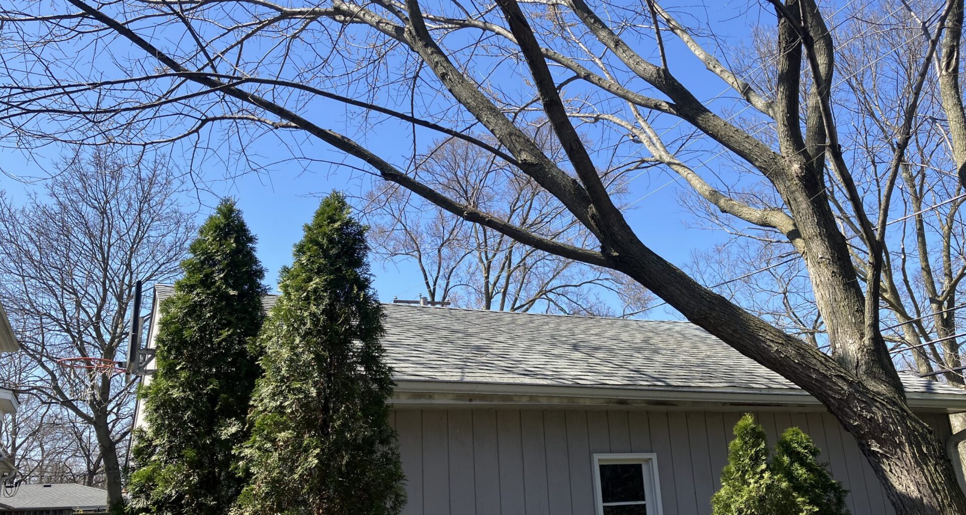 Homeowner gets OK to remove leaning elm