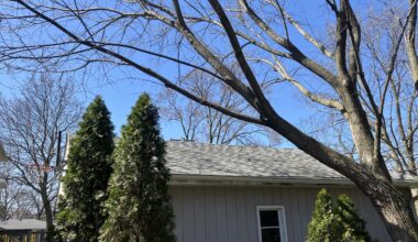 Homeowner gets OK to remove leaning elm