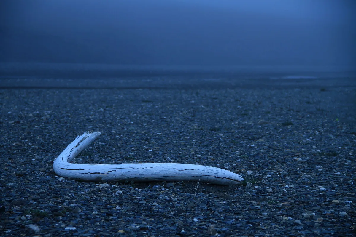 Mammoth tusk