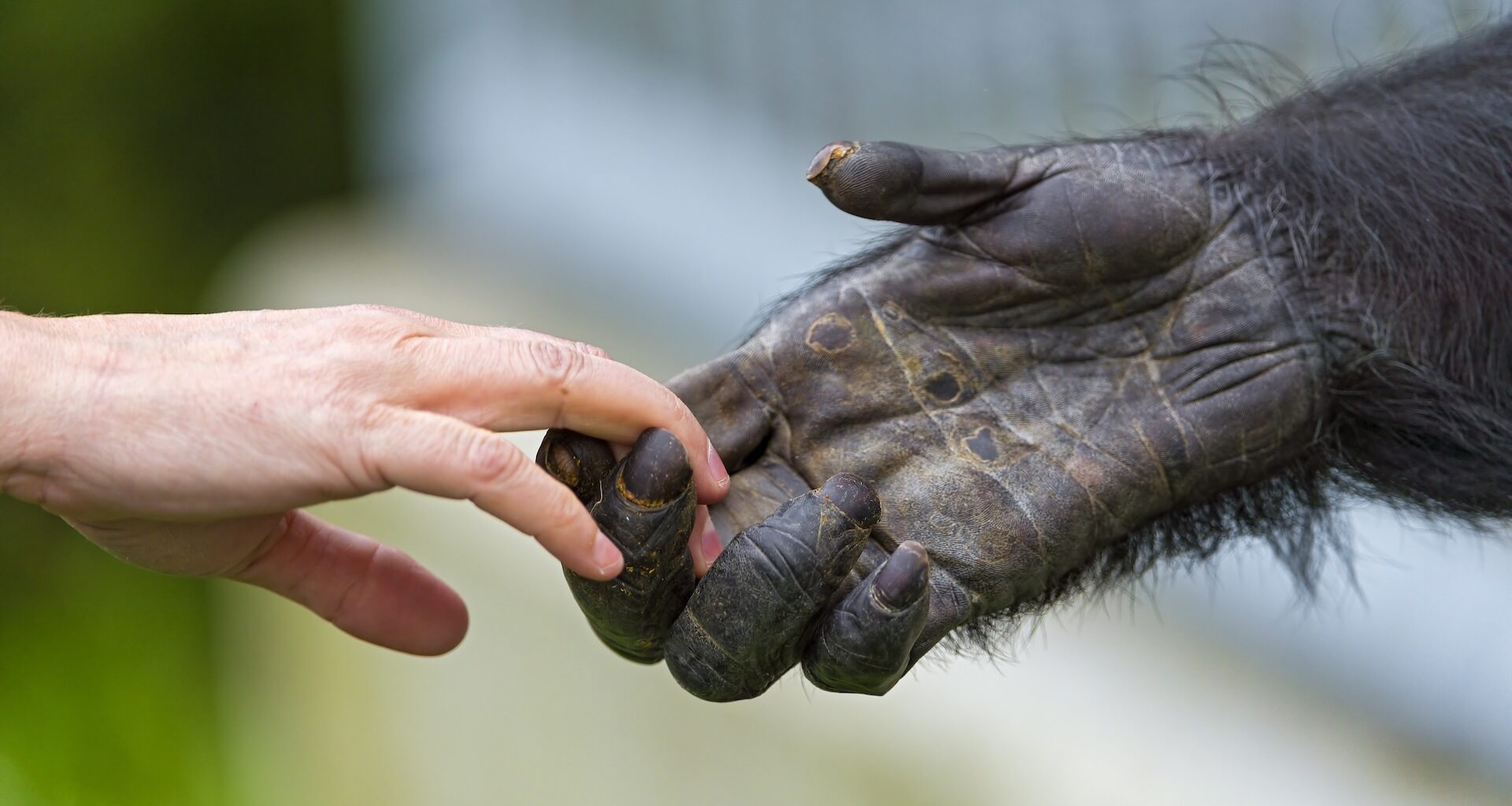 a photo of a human and chimpanzee holding hands