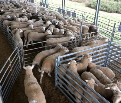 Ella Matta to offer top White Suffolk ram sale selection