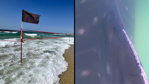 Whale shark spotted off Ashdod in first recorded sighting in Israeli waters