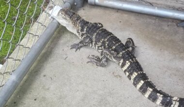 American alligator captured in Archbald – Scranton Times-Tribune