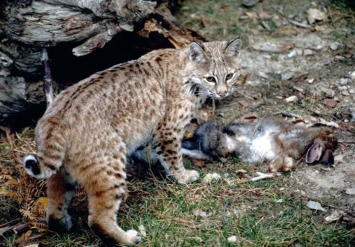Pet bobcat escapes near Warroad in northern Minnesota - The Mighty 790 KFGO