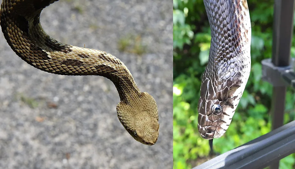 A venomous timber rattlesnake (at left) has a much wider head than its neck. An eastern ratsnake (at right) has round pupils and a head that is similar in size to its neck.