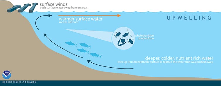 An illustration shows how ocean upwelling works