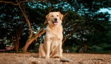 Deadly Heart Disease Gene Identified in Golden Retrievers