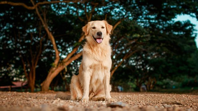 Deadly Heart Disease Gene Identified in Golden Retrievers