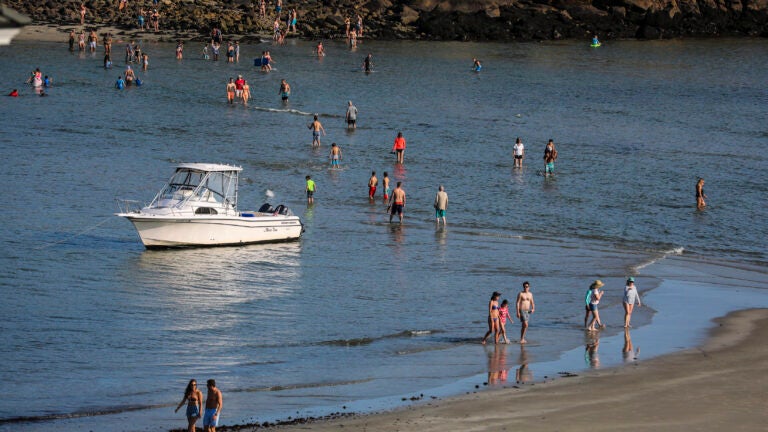 An invasive seaweed species is stinking up Good Harbor Beach in Gloucester.
