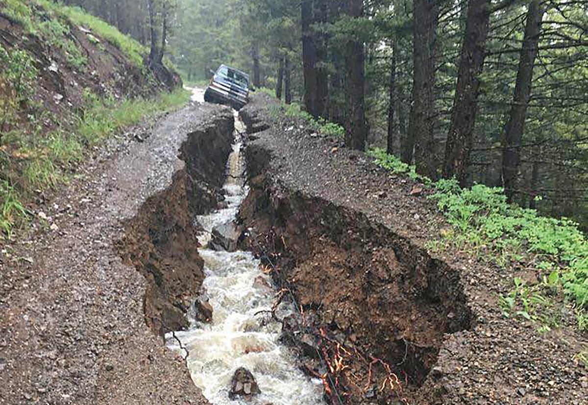 The push is on to strip big trees from our national forests