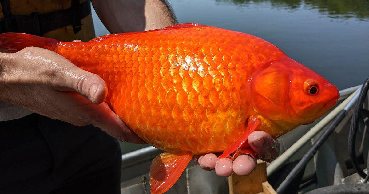 Invasive goldfish now destined for bears, otters, seal lions at Minnesota Zoo