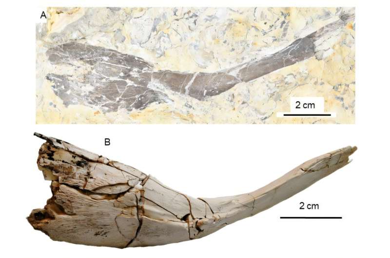 Multiple new species of 'living fossil' fish found hiding in plain sight after more than 150 years