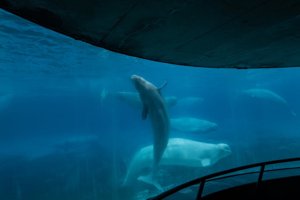 Beluga whales swim in a tank at the Marineland amusement park in Niagara Falls, Ont., Friday, June 9, 2023. Ontario says a beluga died in July.