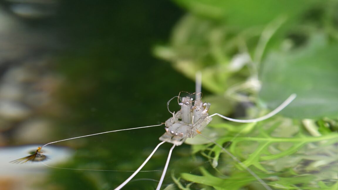 A robot walks on water thanks to evolution’s solution