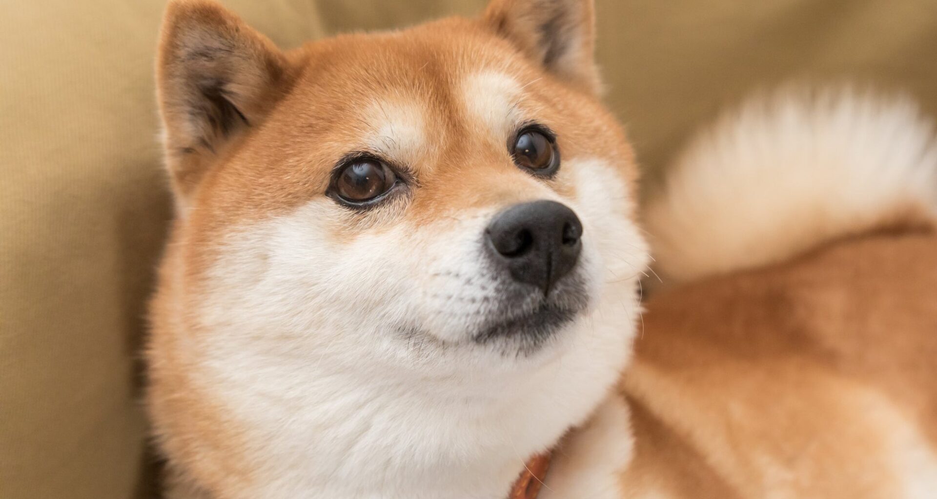 Why Dogecoin Is Plummeting Today