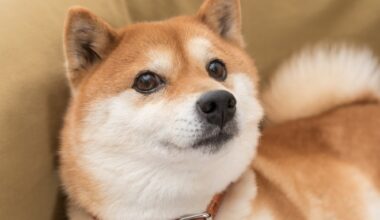 Why Dogecoin Is Plummeting Today