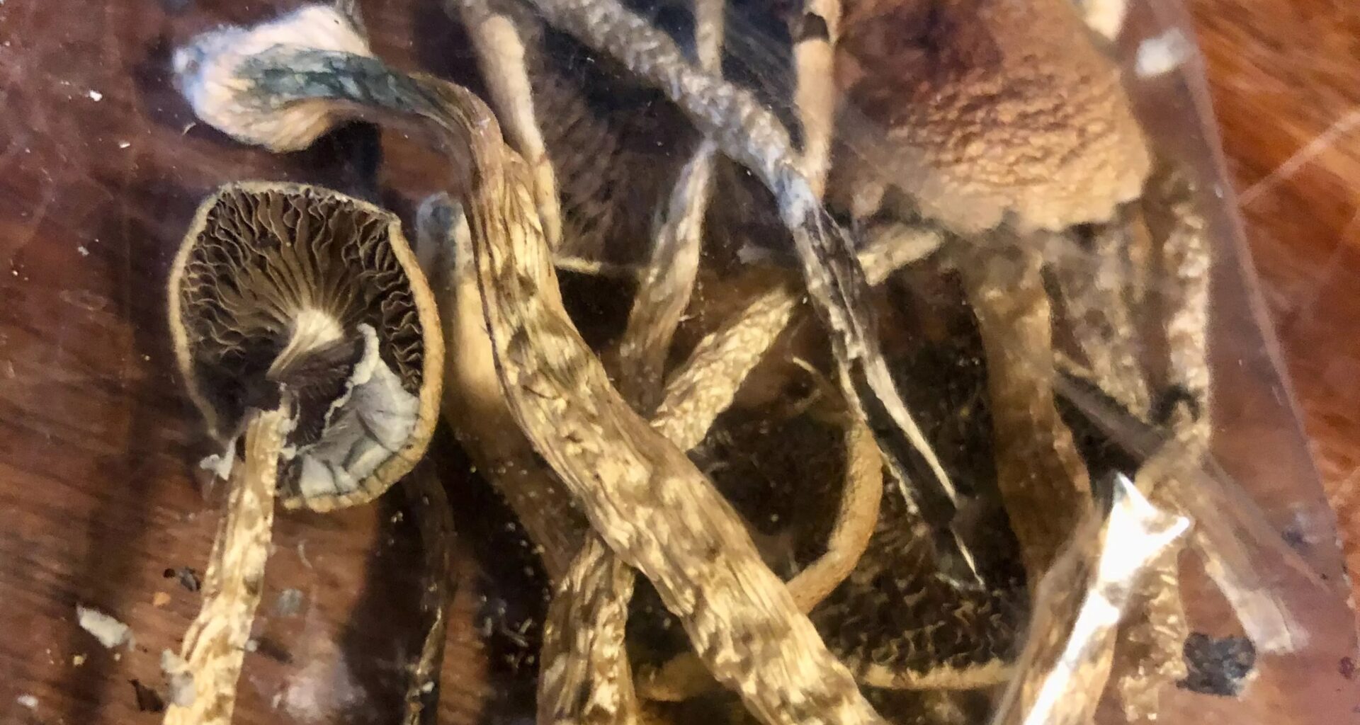 Dried mushrooms in a plastic baggy