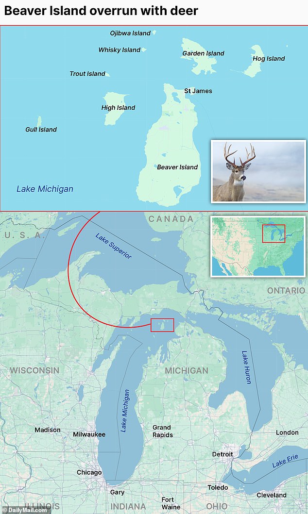 The deer are eating through the forest, shoreline habitats and cedar swamps. A map above shows where Beaver Island is located