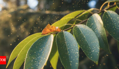 Can gold grow on trees? Scientists find nature’s hidden gold-making process |