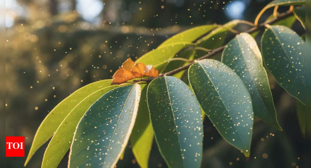 Can gold grow on trees? Scientists find nature’s hidden gold-making process |