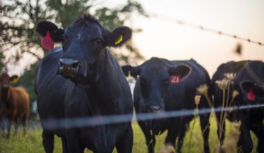 Why Managing Risk Still Matters Even in Record-Breaking Cattle Markets