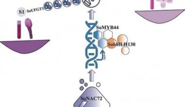 New genetic trio uncovered behind lilac flower color fading
