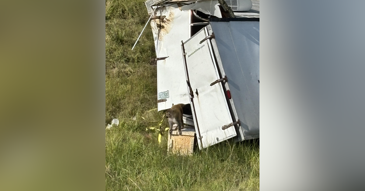 University says escaped monkeys are not diseased | News