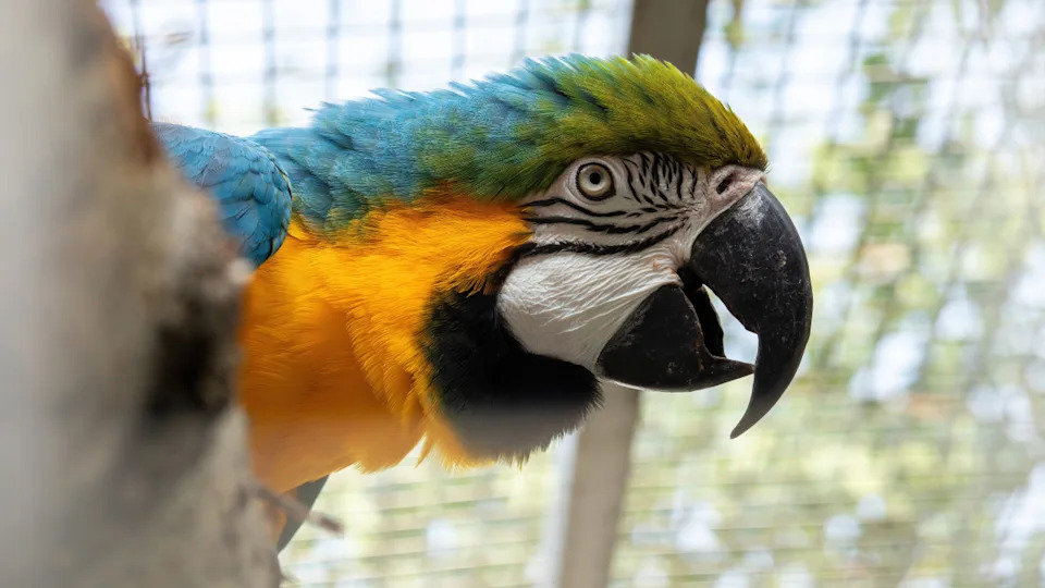 Macaw bird looking to the sideImage via Shutterstock&sol;Vampiresse