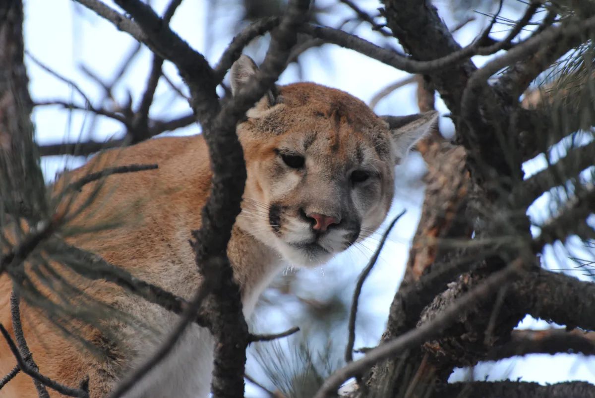 What happens when you come upon a feasting mountain lion? A Wyoming study tells the story.