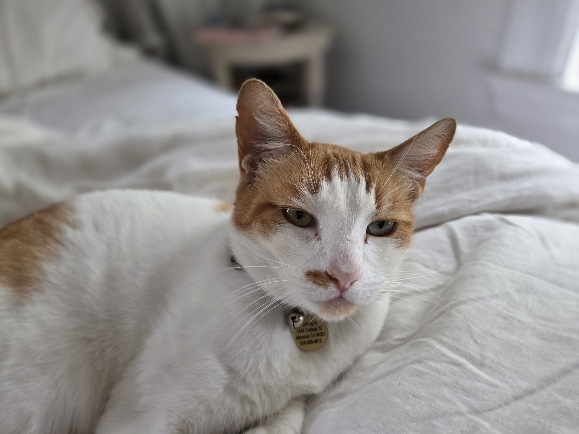 cat portrait by galaxy s25 plus