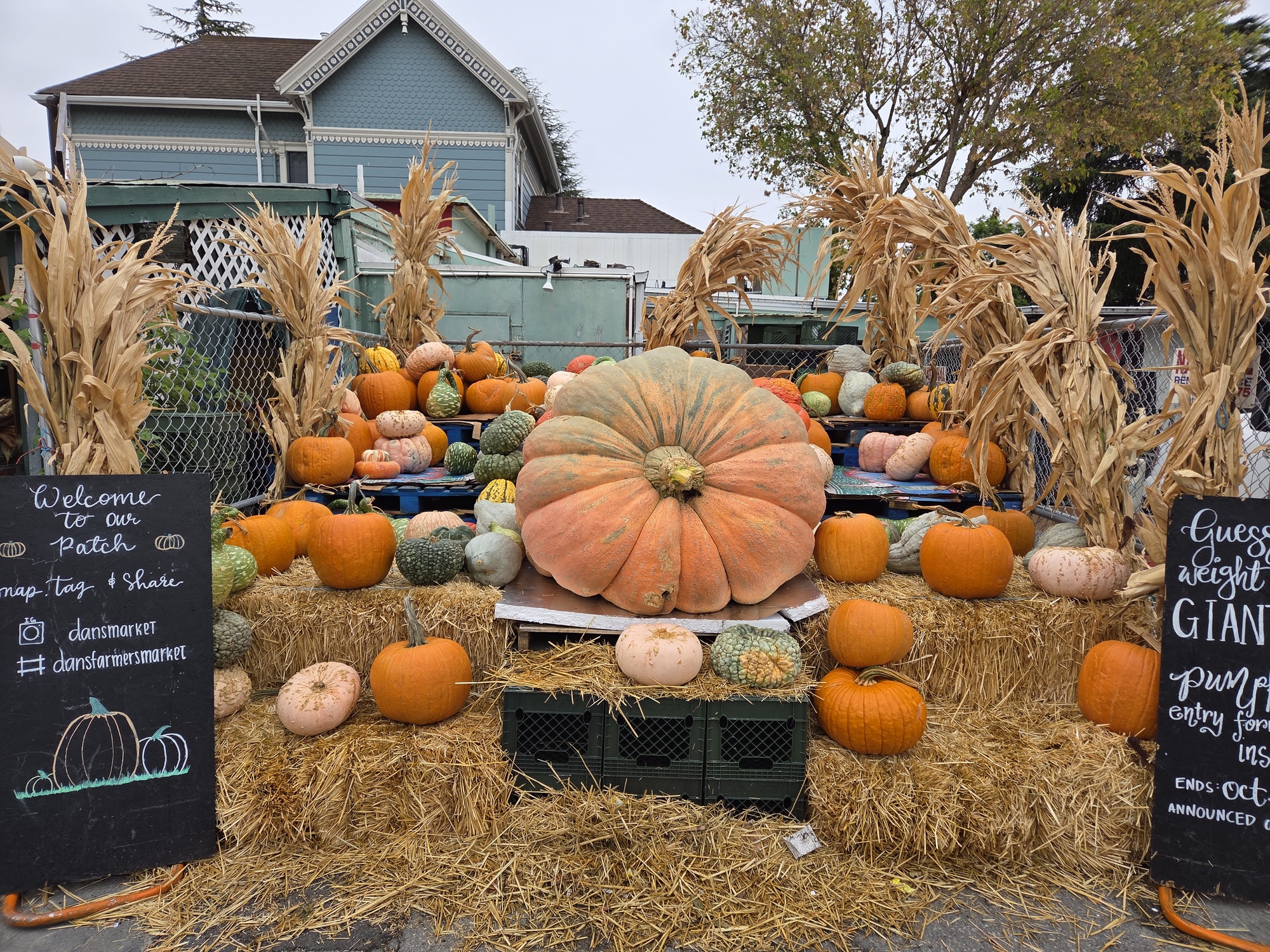 Pumpkin patch shot by Galaxy S25 Plus