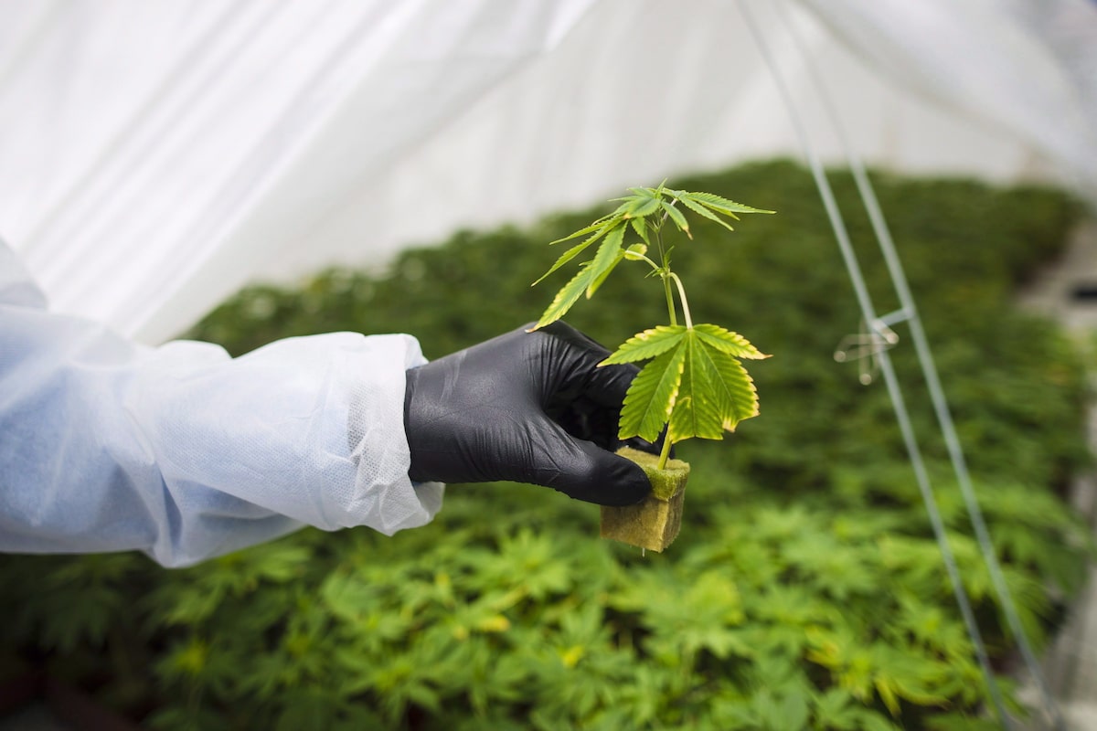 Will Canada lead or lag as the international market opens up for medical cannabis?
